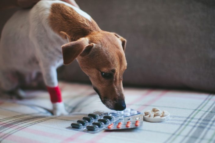 administer capsules and tablets to cats or dogs