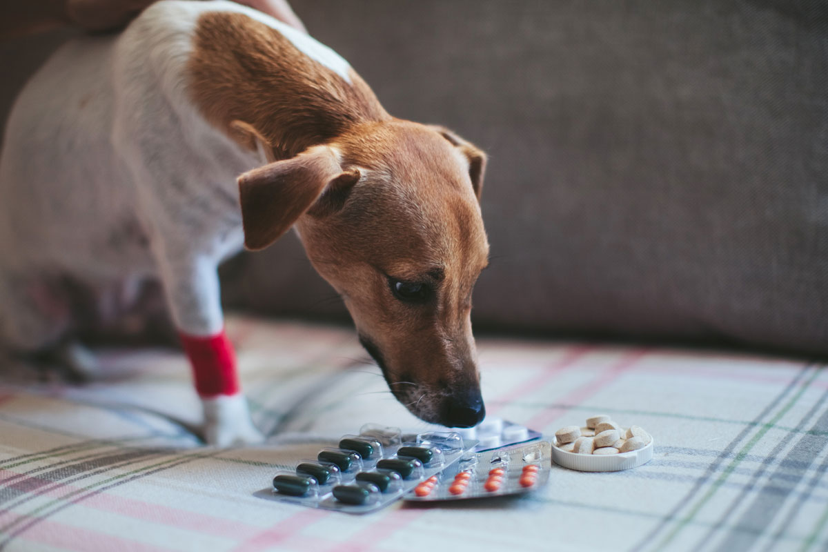How to dose and administer capsules and tablets to cats or dogs