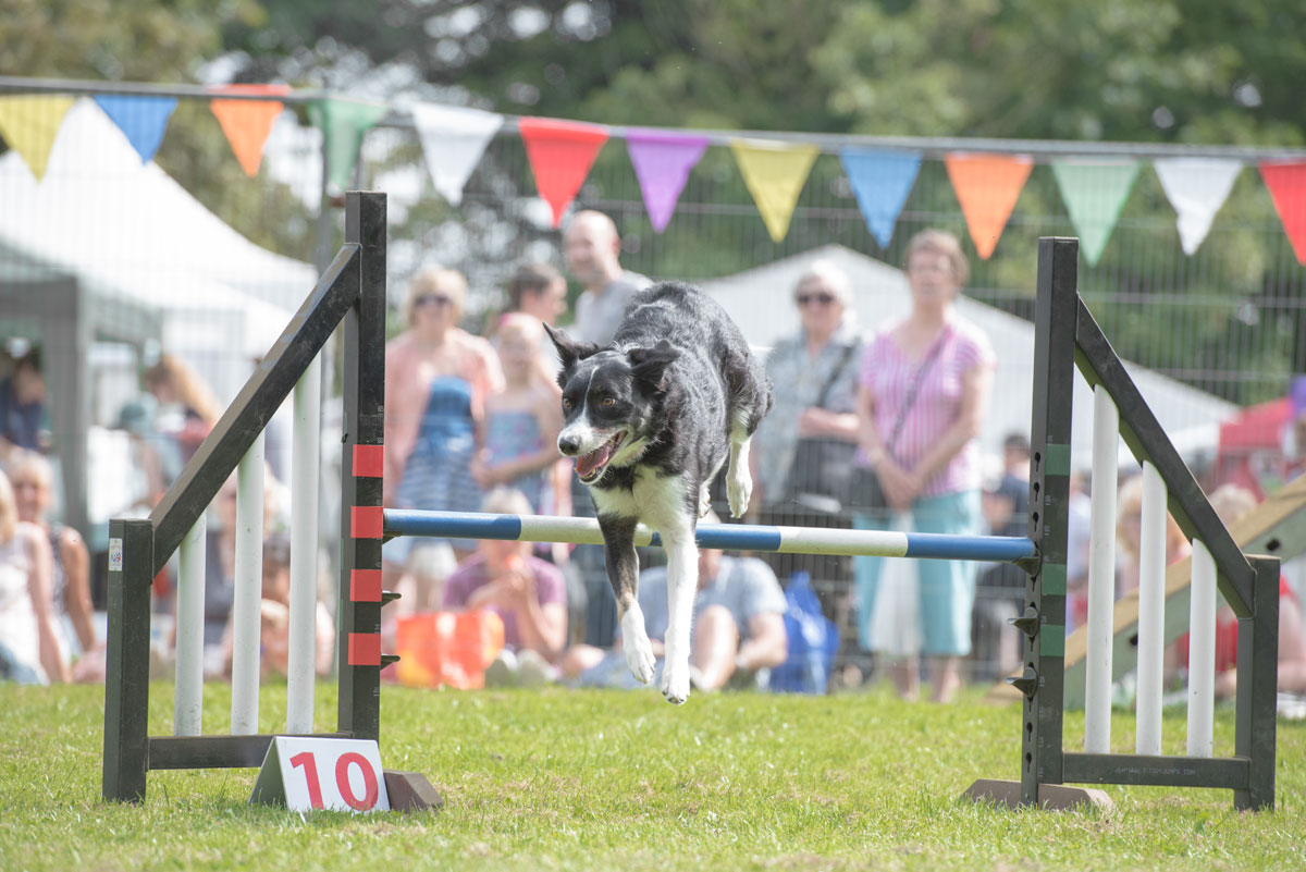 Bath Cats and Dogs Home annual fun day returns in August Companion Life