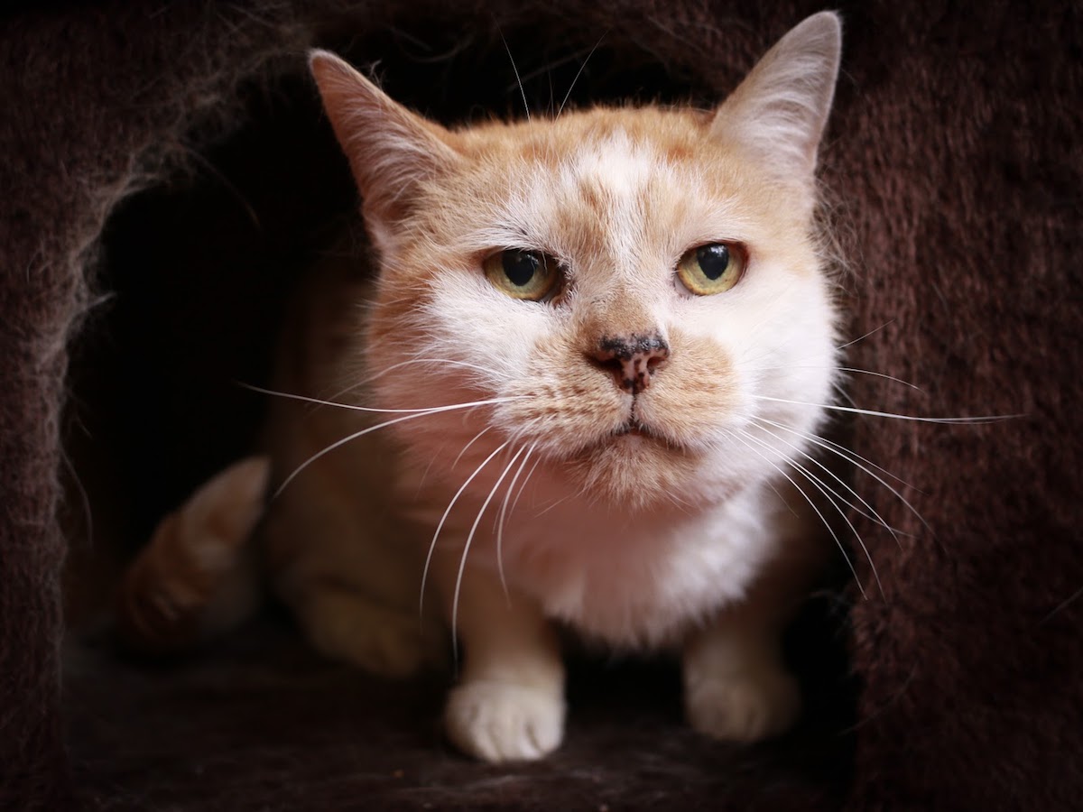 RSPCA figures reveal that older cats take twice as long to rehome ...
