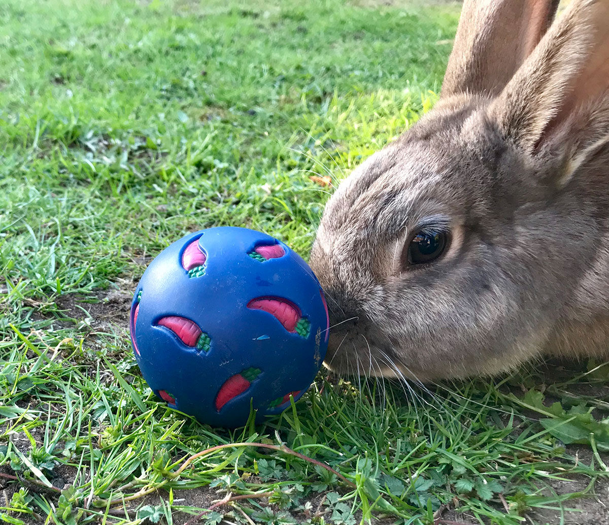 Obesity in rabbits How to prevent obesity in rabbits