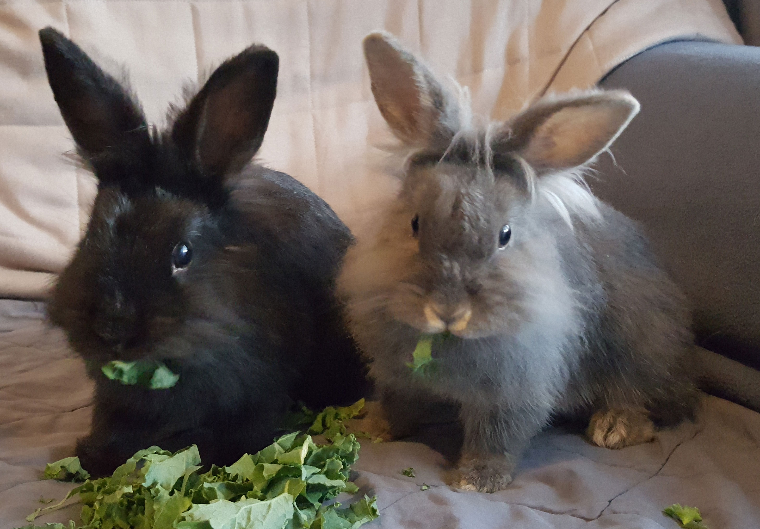 International Rabbit Day Abandoned bunnies looking for homes