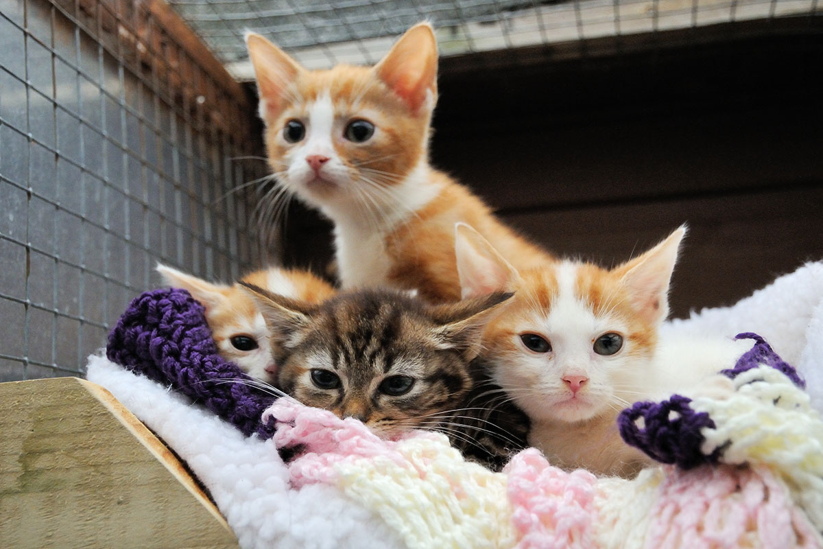 Cat charities come together to tackle cat crisis Companion Life