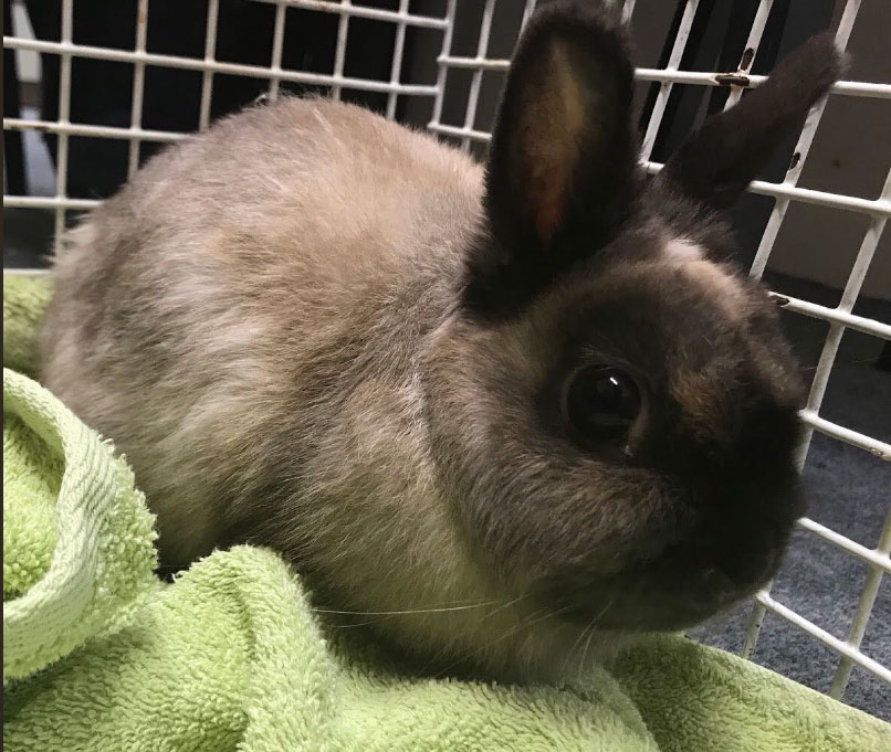 RSPCA rescue a rabbit with inchandahalf long tooth Companion Life
