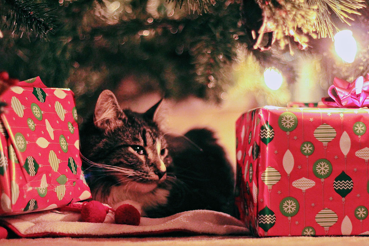 How to pet proof your Christmas tree - Companion Life