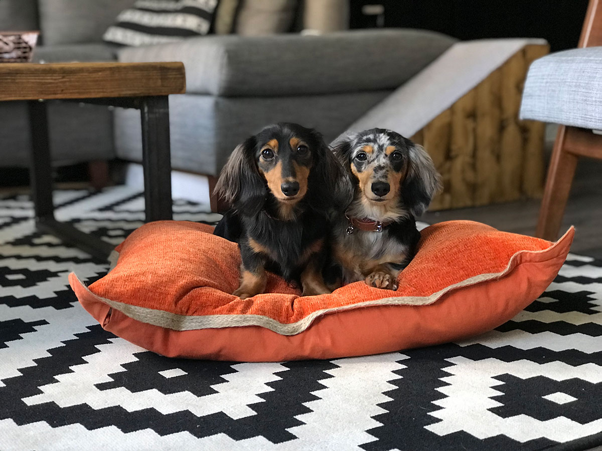 Rosewood Pet Products gets tails wagging with new products Companion Life