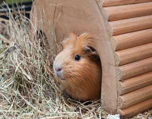 happy guinea pig home