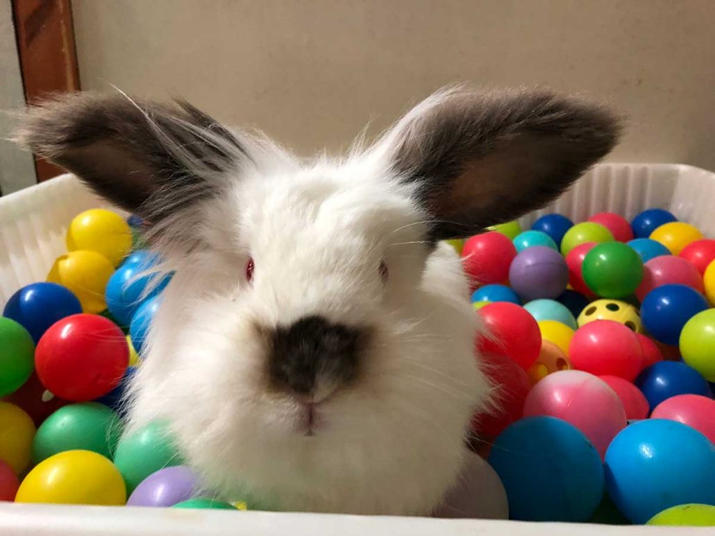 Bunnies in ball pits highlight importance of rabbit enrichment