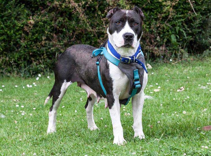 Dog endures tips of ears cut off with scissors in ‘hideous’ home crop