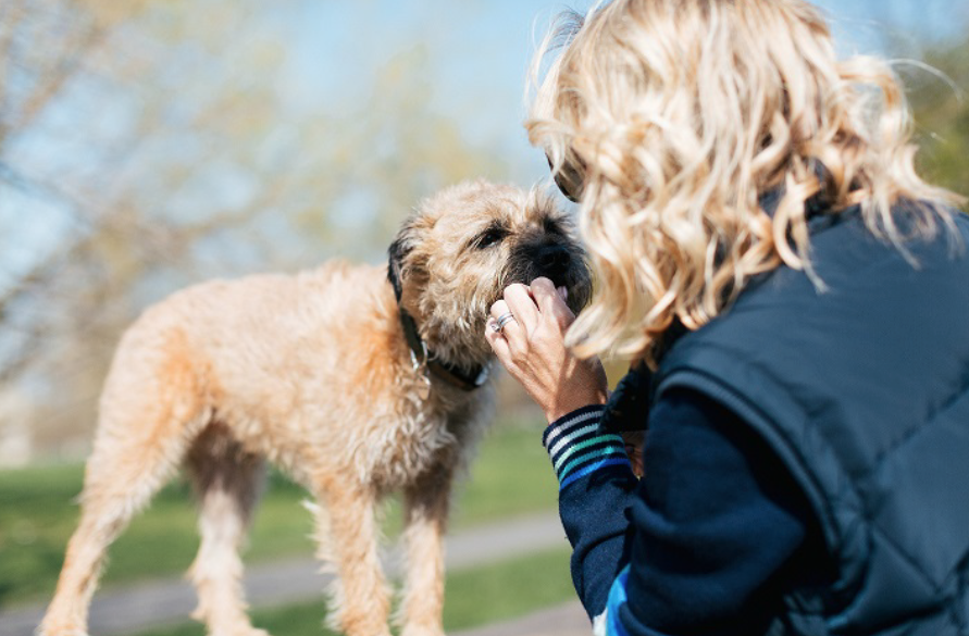 top tips for settling a rescue dog into your home