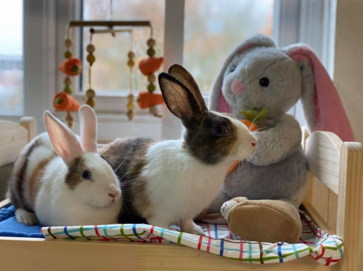 Rescue rabbits dream of carrots and finding a new forever home