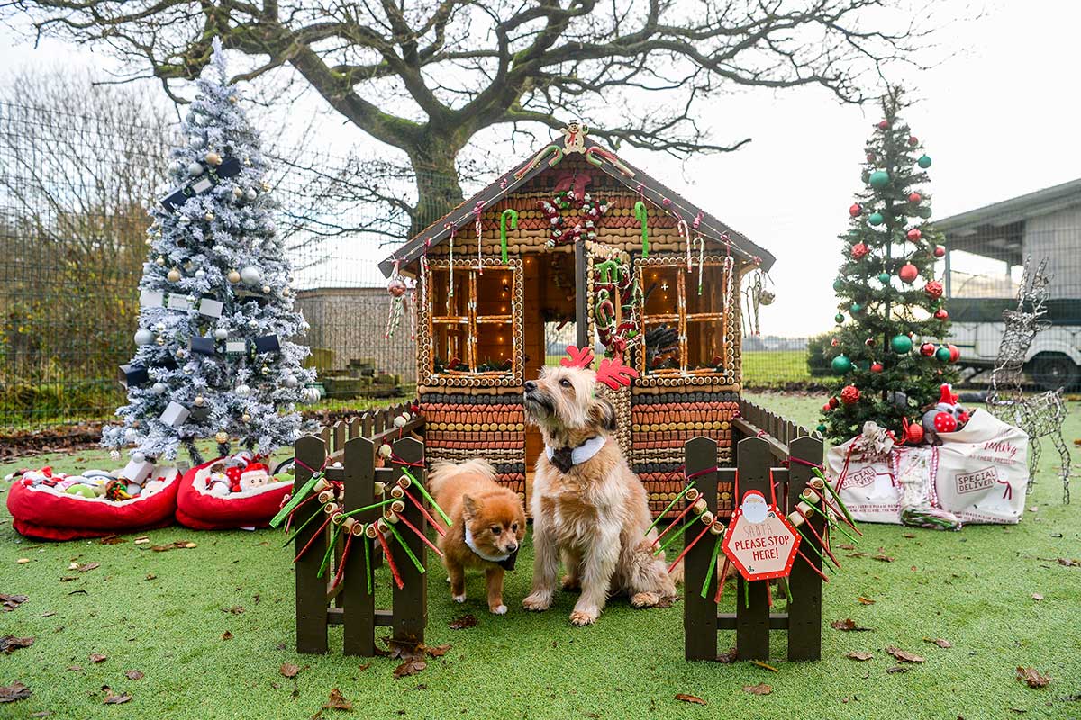 Winter wonderland grotto is set up for homeless dogs in Manchester