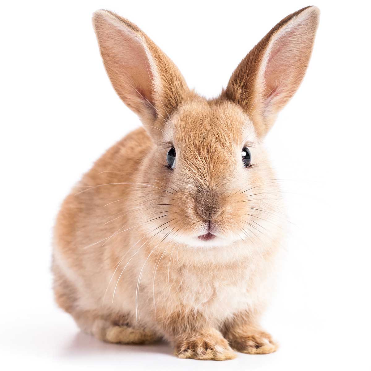 Advice from the expert How to keep your rabbit warm in winter