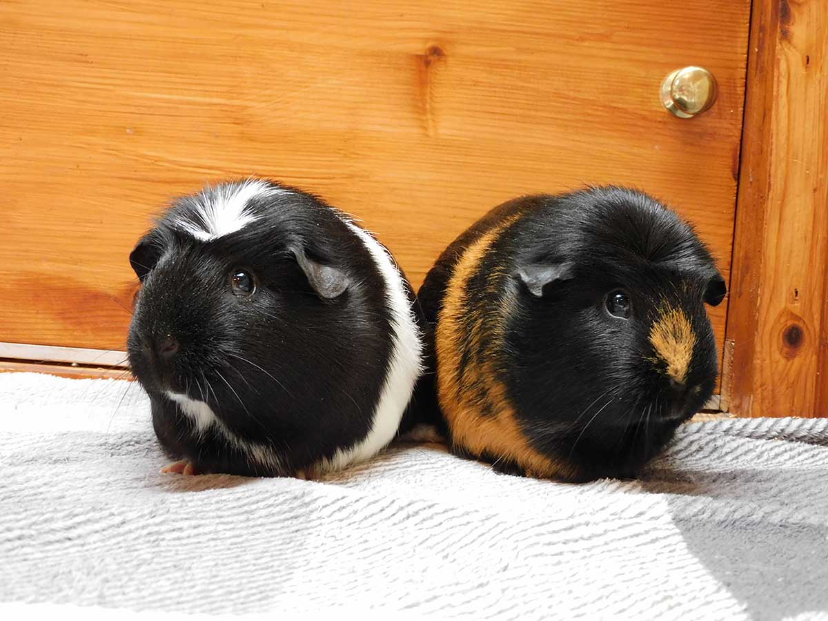Guinea pigs, Gin and Tonic hope someone will take a shot on them