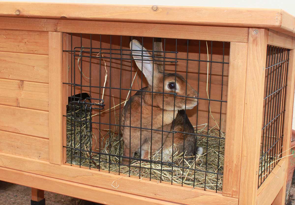 Government urged to ban the sale of cruel small rabbit hutches