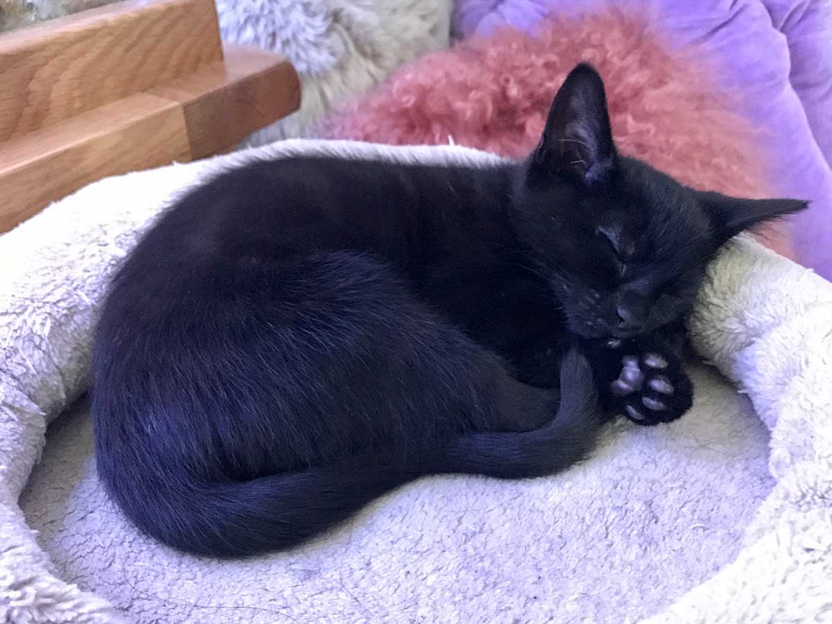 Wobbly rescue kitten living his best lockdown life Companion Life