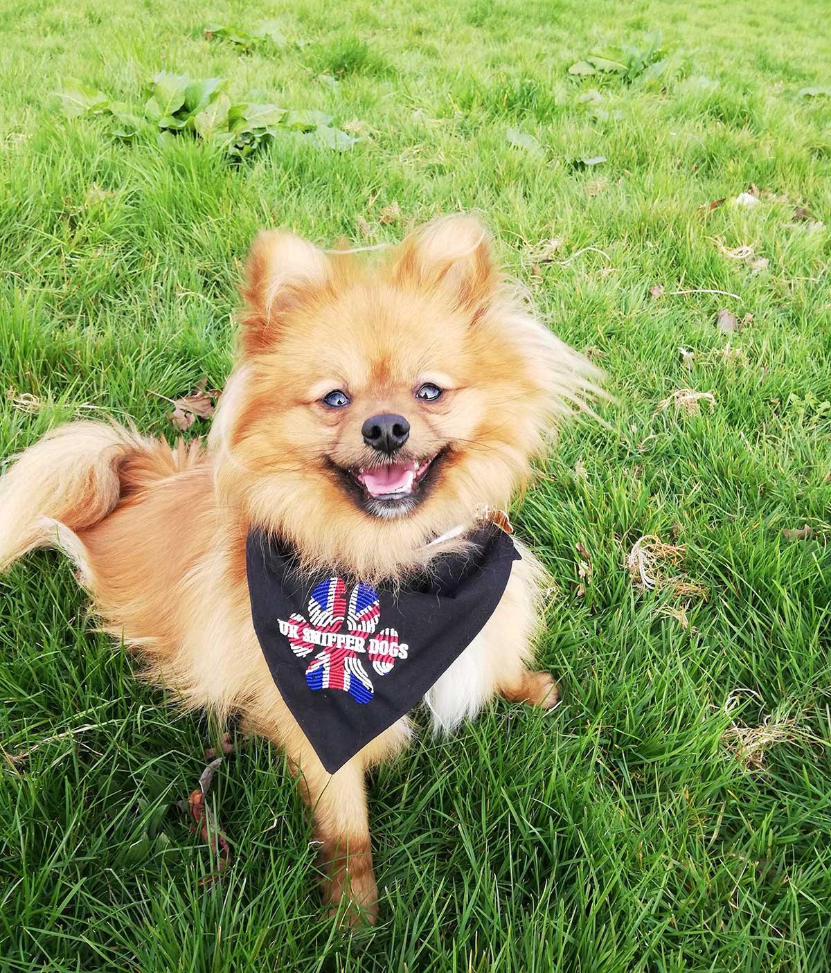 RSPCA rescue dog does 2.6 challenge to encourage animal lovers to take