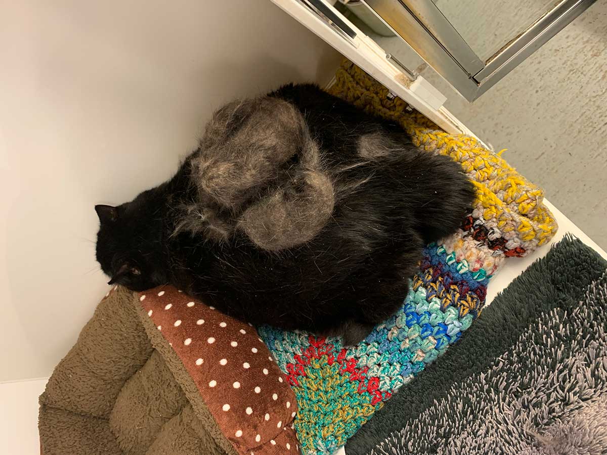 Fat cat found with huge lump of matted fur was unable to wash due to