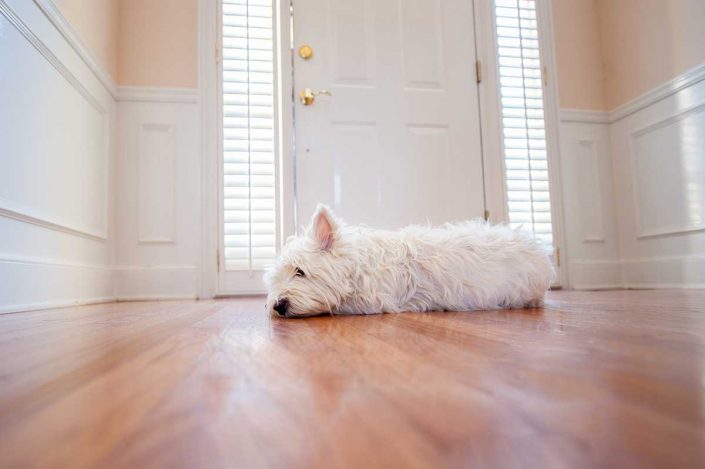 separation anxiety in pets