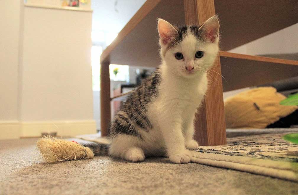 Battersea offers advice for owners and finders of unwanted kittens