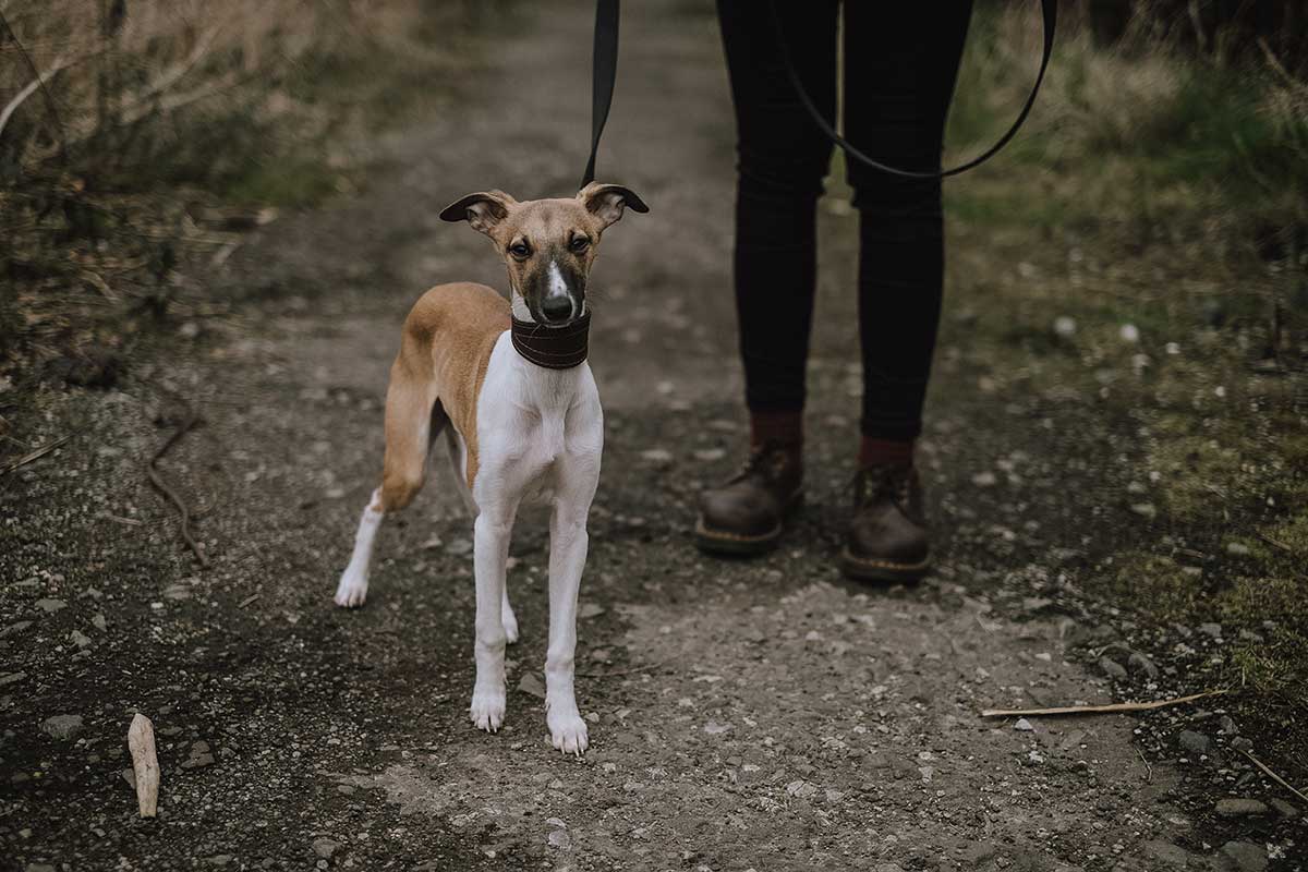 Revealed The five best dog walks in the UK Companion Life