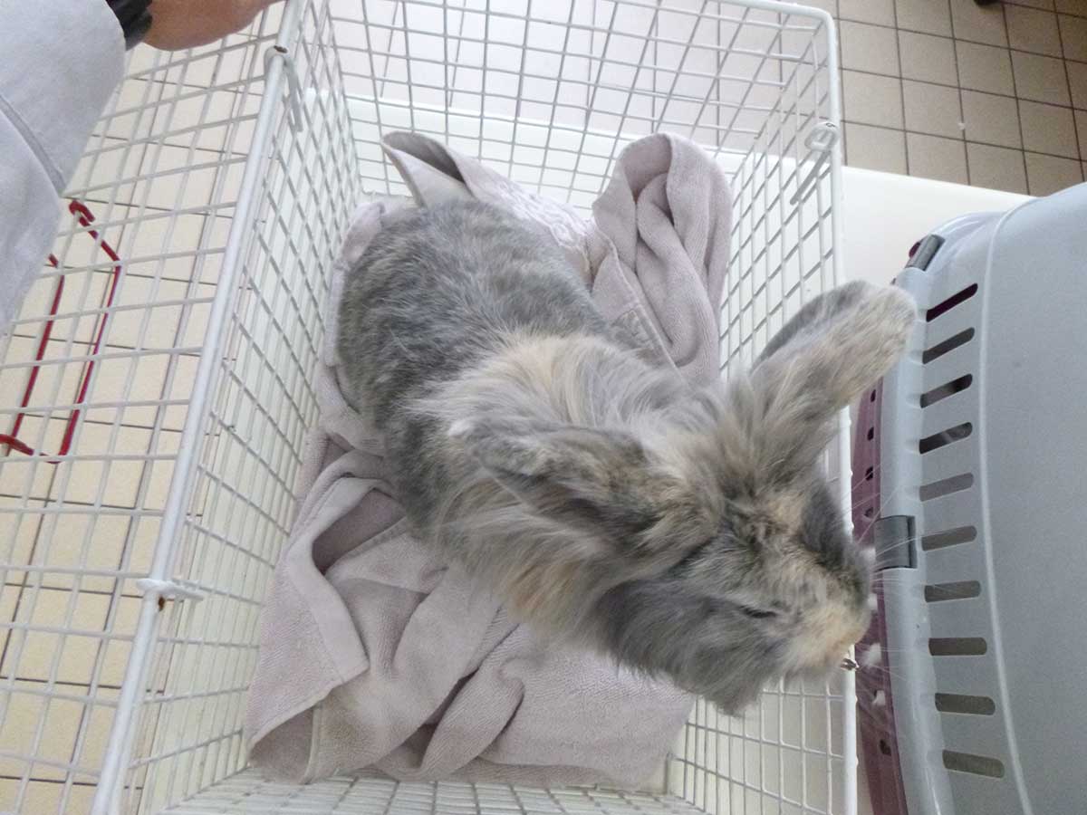 Pair of rabbits dumped next to bins in Enfield Companion Life