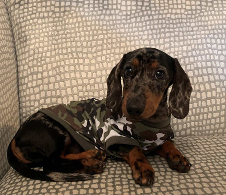 Owners feared for Dachshund’s life after he ate chewing gum Companion