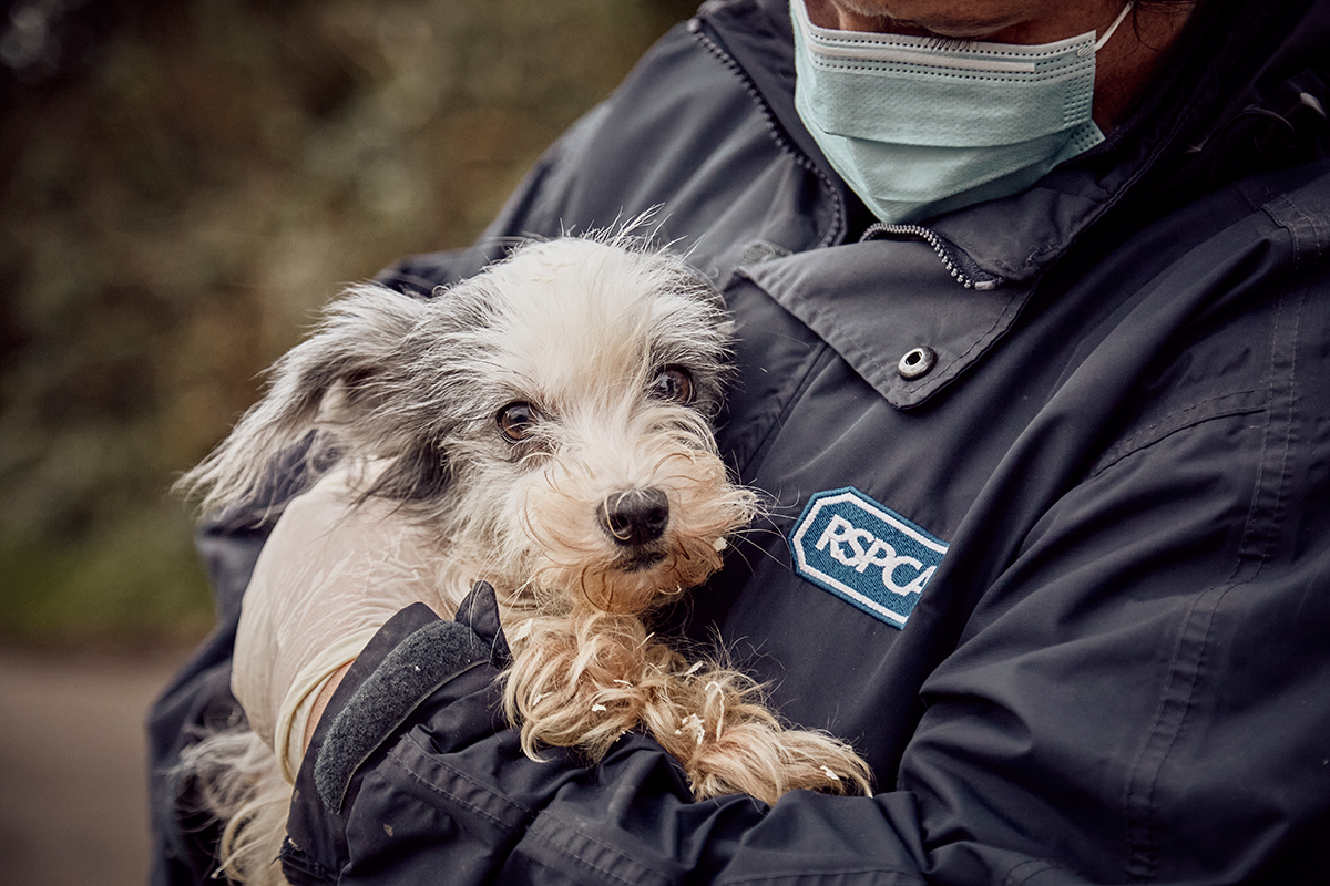 RSPCA encourages supporters to give through Payroll Giving Companion Life
