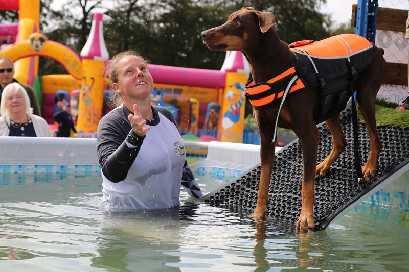 Festival for dog lovers to return this summer Companion Life