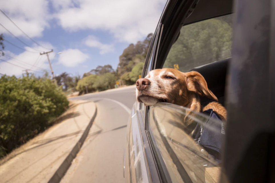 HEAT WARNING Experts reveal dangers of leaving dogs in hot cars & the