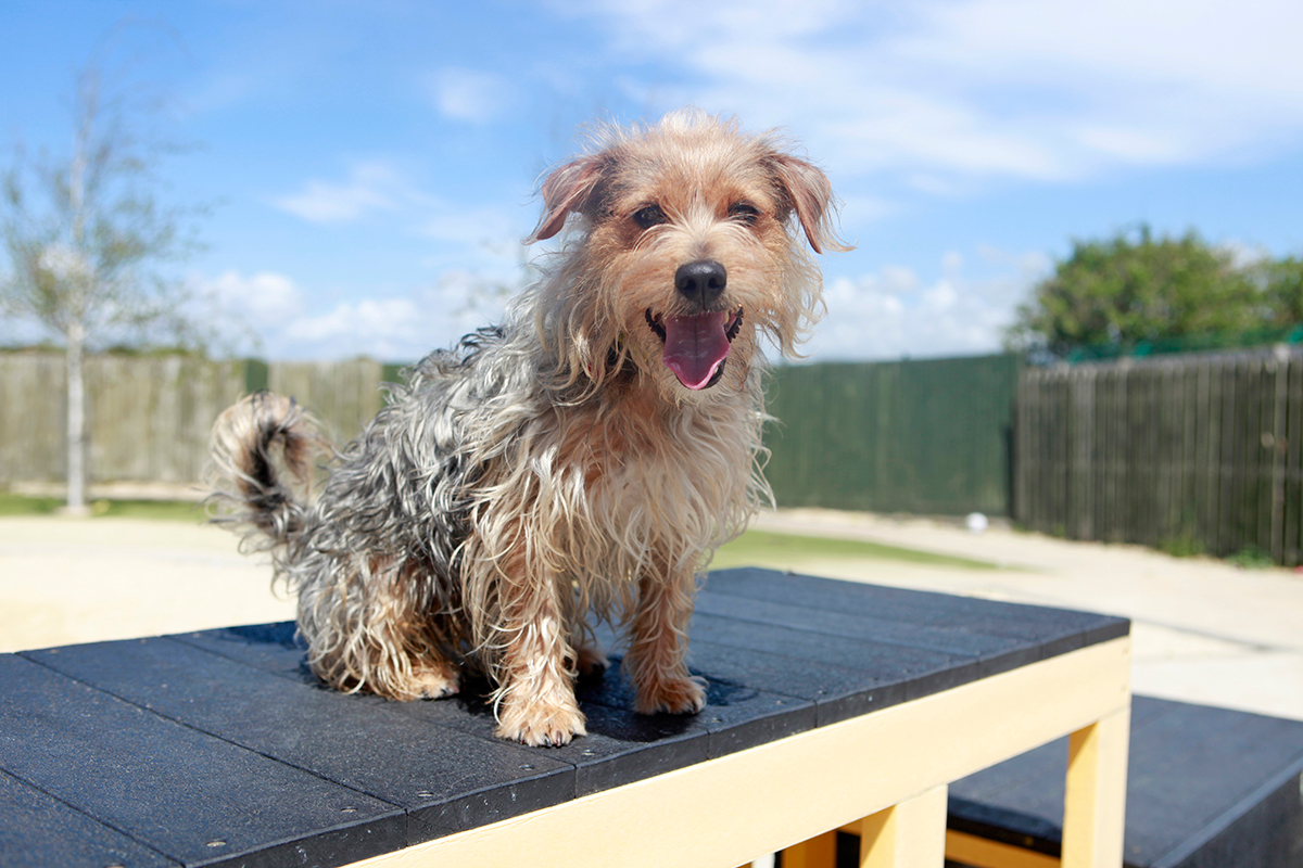 Dogs Trust Shoreham gets ready to dog lovers to Big Dog Walk at