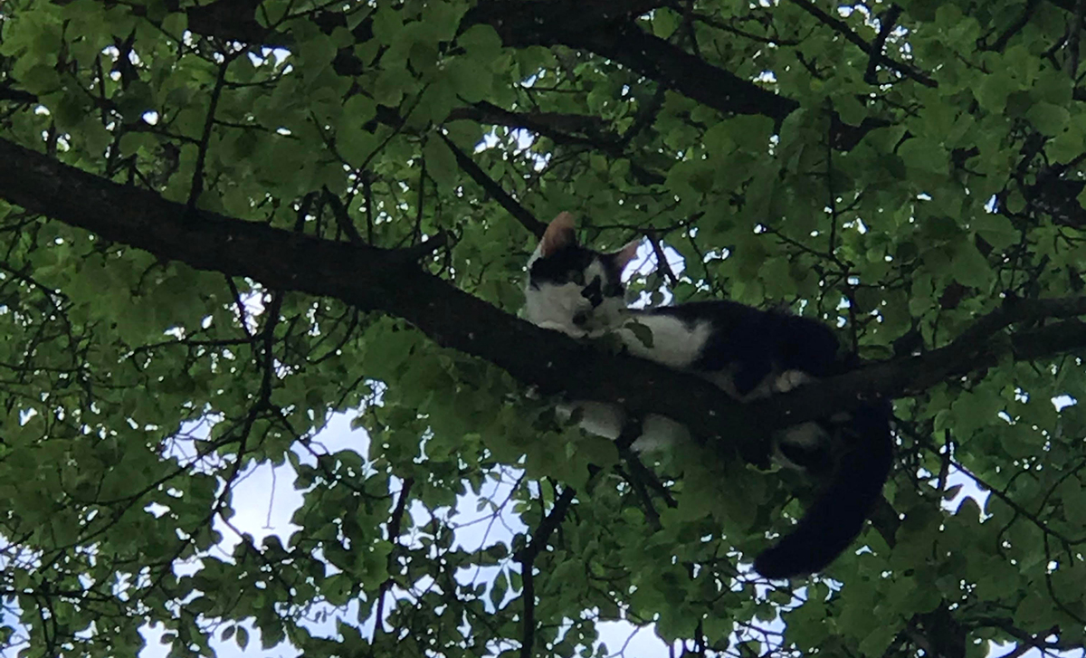 RSPCA and fire services rescue a young cat stuck 25ft up a tree in