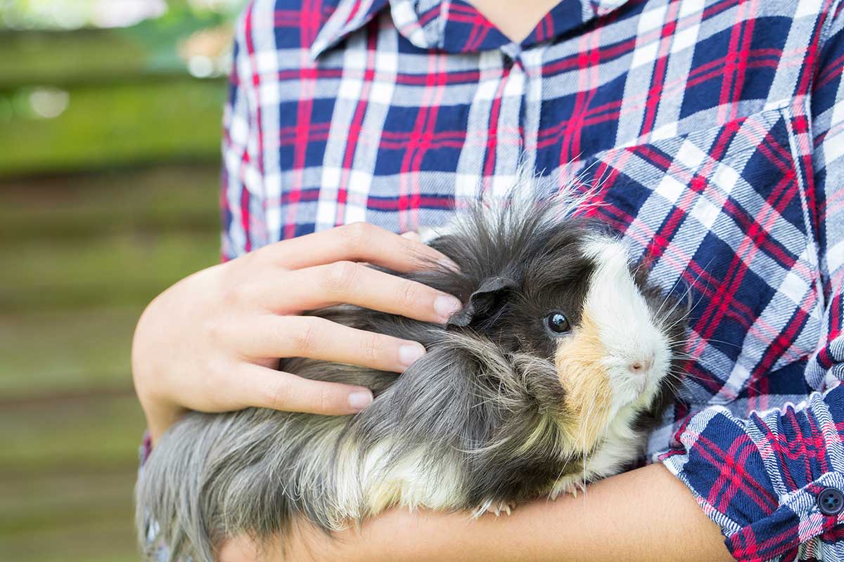 Hundreds of guinea pigs dumped and neglected already this year, RSPCA