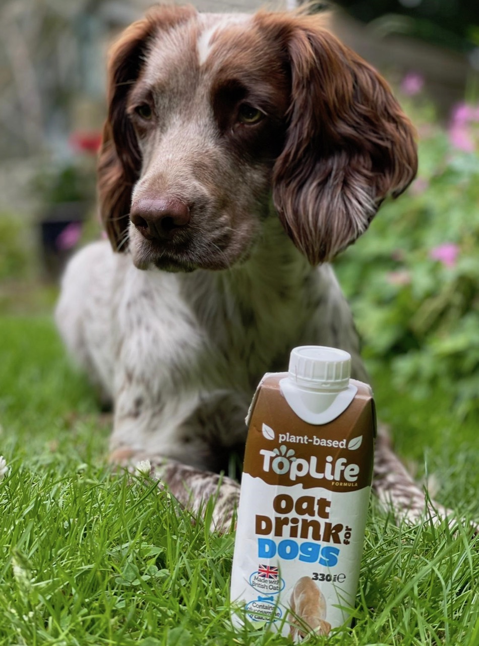 Can Dogs Drink Formula