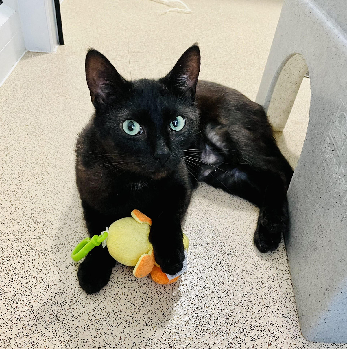 No good luck for black cats as new data suggests they are not as