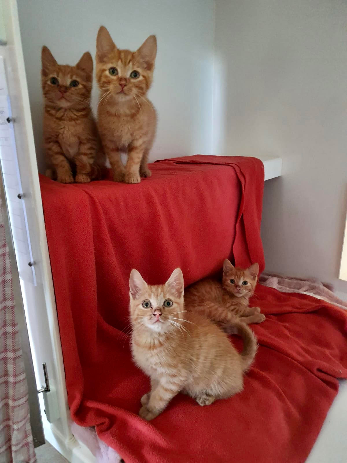 RSPCA Canterbury branch seeing influx of cats and kittens as lockdown