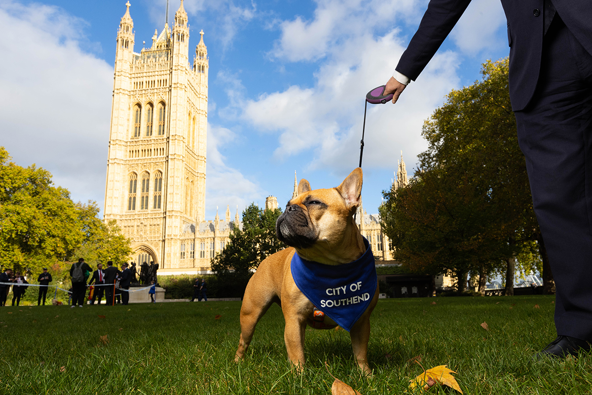 French Bulldog Vivienne crowned Westminster Dog of the Year in honour
