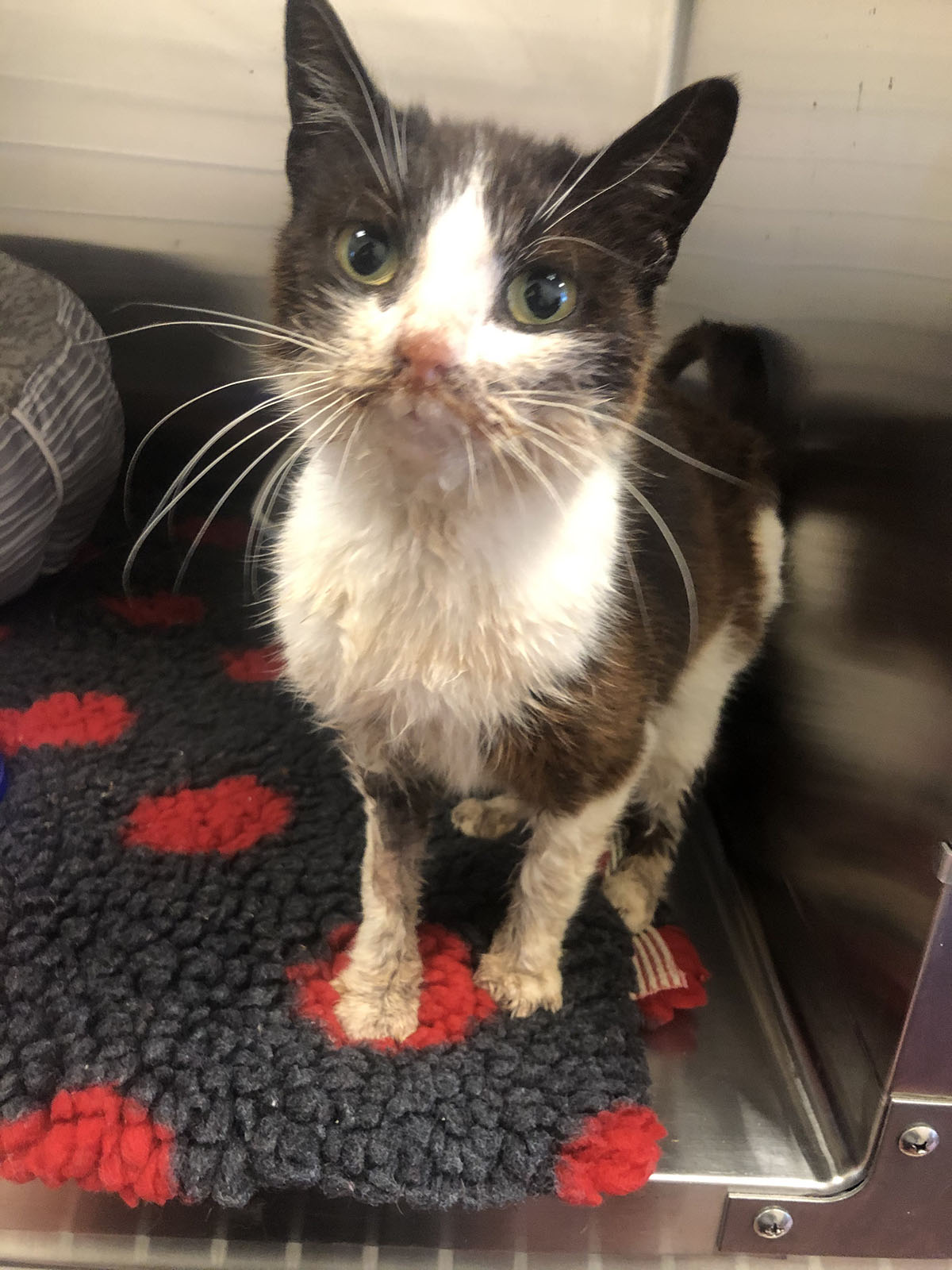 Cat covered in tar burns nursed back to health Companion Life