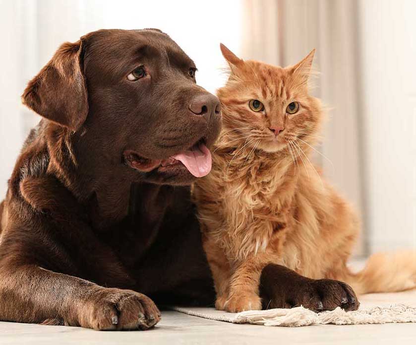 Unlikely Friends: How Dogs and Cats Can Coexist Harmoniously