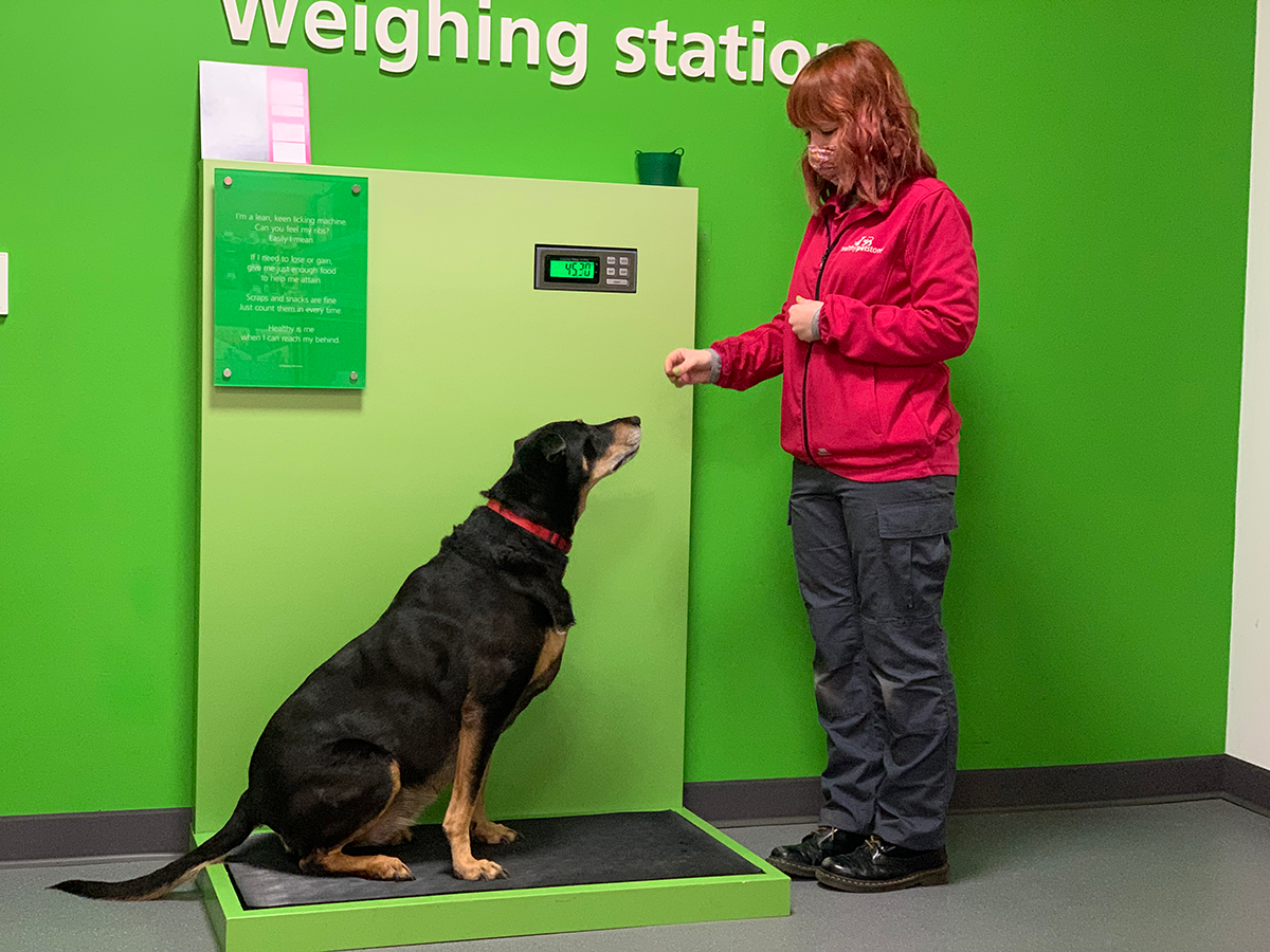 Southampton Pet Store launches weight loss initiative Companion Life