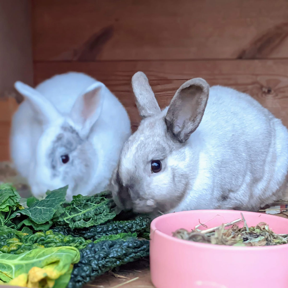 Rabbits looking for new home after being rescued from home which fed