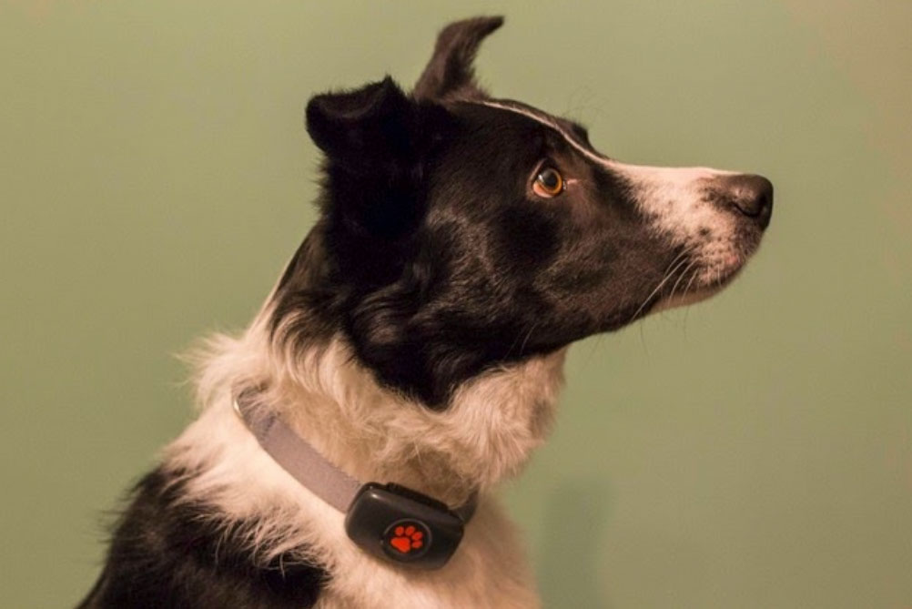 PitPat launches first GPS tracker for dogs with no subscription