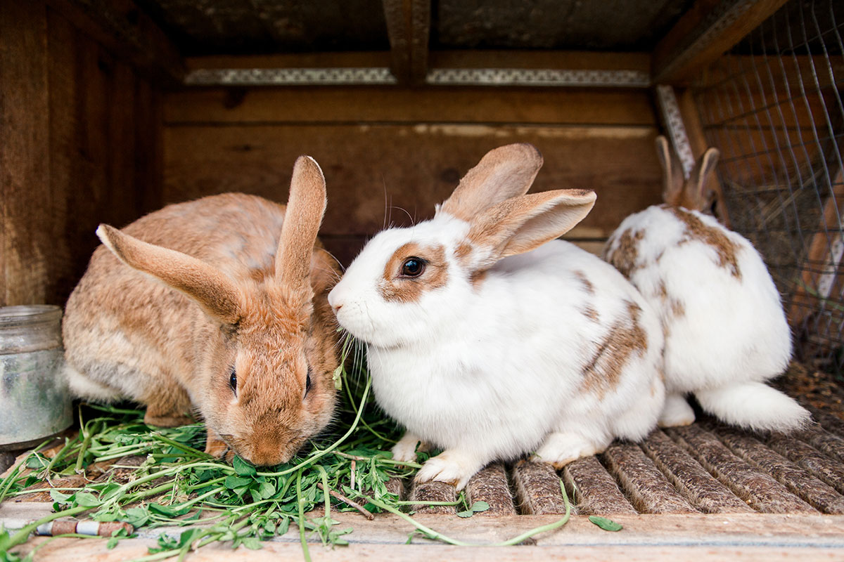New Rabbit Breeders ‘Cashing in on Lockdown’ Results in Rescues Being