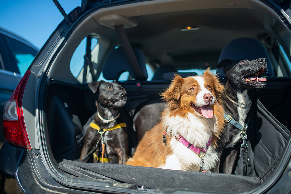 Don’t leave dogs unattended in cars. Full stop Companion Life