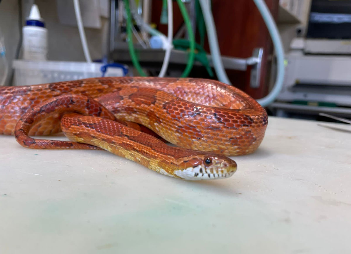 Heatwave triggers escaping snake alert from RSPCA Companion Life
