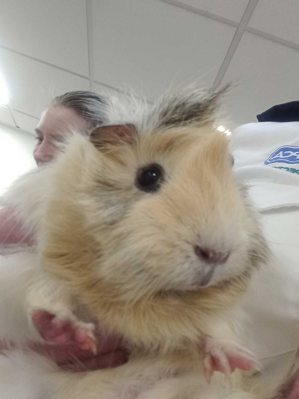 ‘Not wanted’ RSPCA rescue guinea pigs dumped with heartbreaking note