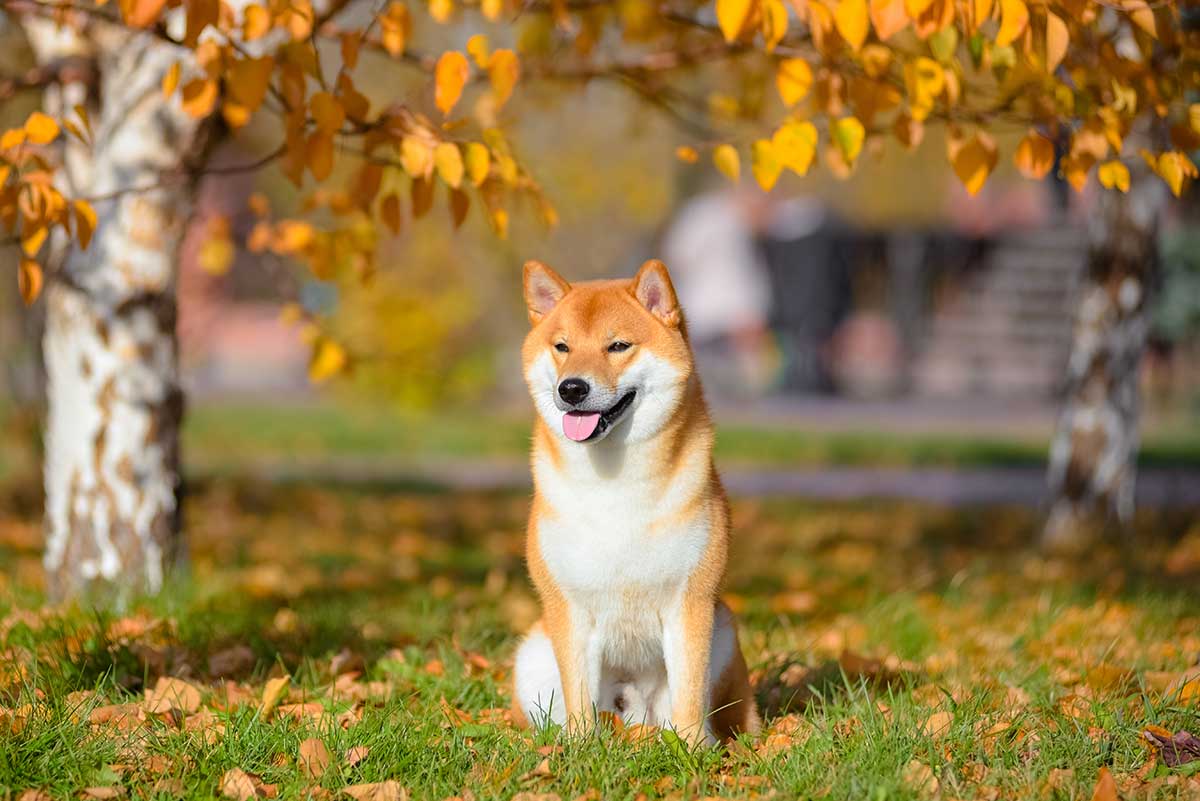 Top tips for pet owners during autumn - Companion Life
