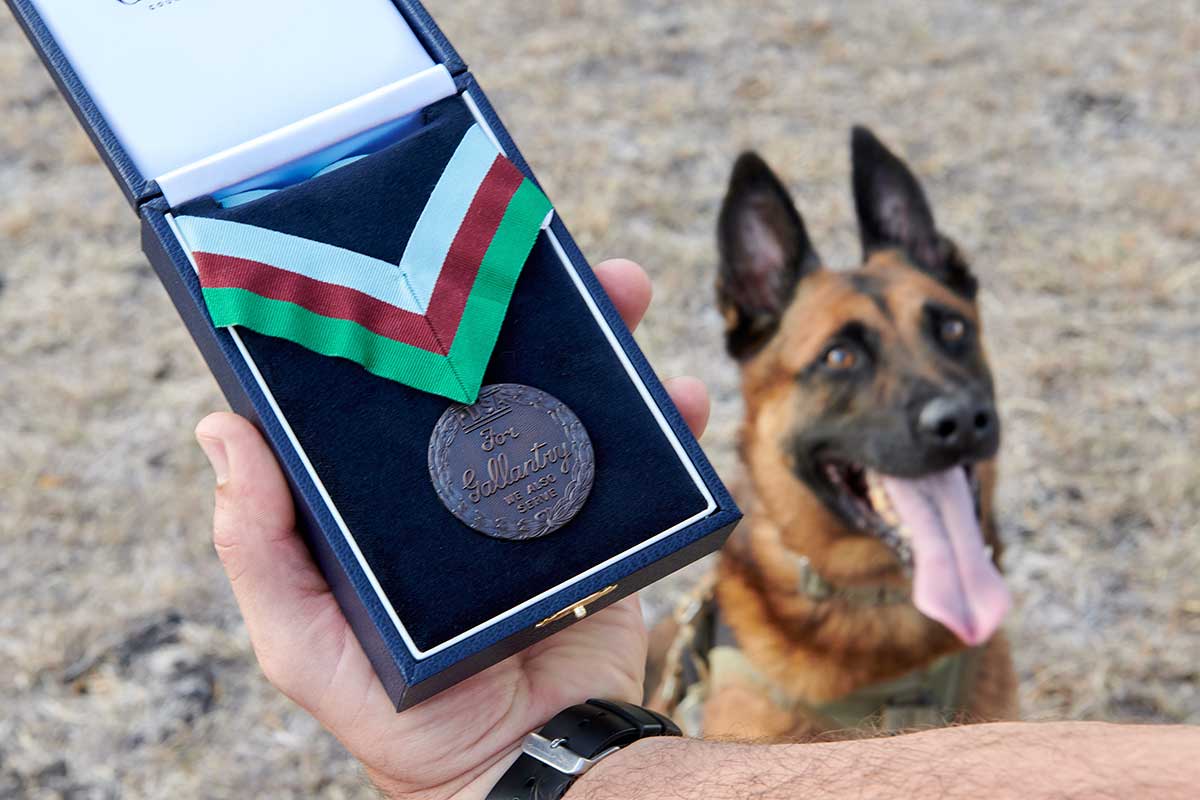 us-marine-corps-dog-bass-awarded-the-pdsa-dickin-medal-companion-life