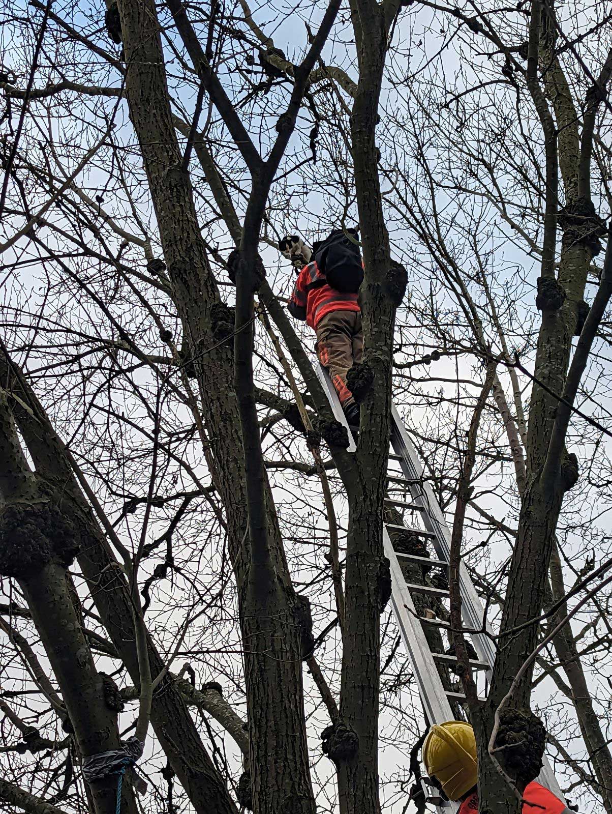 RSPCA and firefighters rescue cat stuck up tall tree for 30 hours
