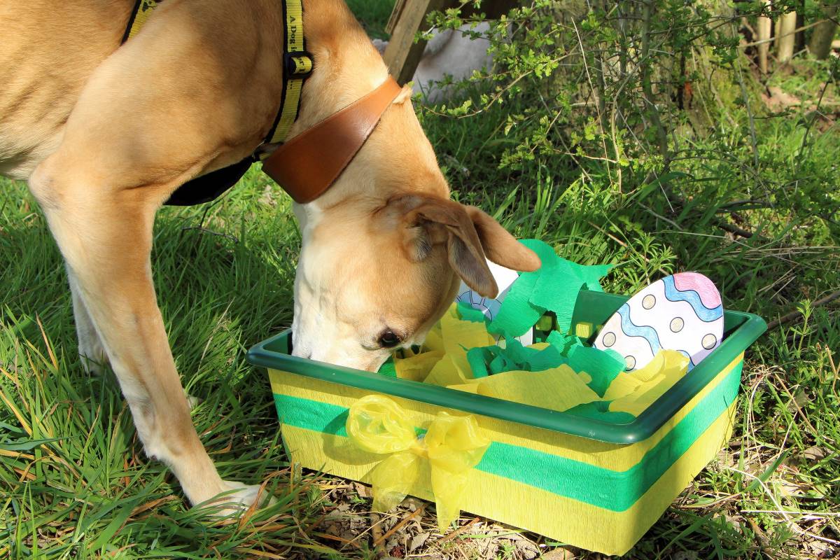 Eggcelent games for your dog this Easter Companion Life